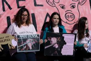 Animals Activists asking for the release of Olivia - Photos taken outside Midland Bacon, where activists were asking for the release of Olivia, a mother sow who was sexually assaulted while confined in a farrowing crate. - Captured at Midland Bacon, Carag Carag VIC Australia.