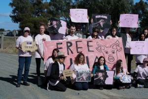 Animals Activists asking for the release of Olivia - Photos taken outside Midland Bacon, where activists were asking for the release of Olivia, a mother sow who was sexually assaulted while confined in a farrowing crate. - Captured at Midland Bacon, Carag Carag VIC Australia.