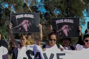 Animals Activists asking for the release of Olivia - Photos taken outside Midland Bacon, where activists were asking for the release of Olivia, a mother sow who was sexually assaulted while confined in a farrowing crate. - Captured at Midland Bacon, Carag Carag VIC Australia.