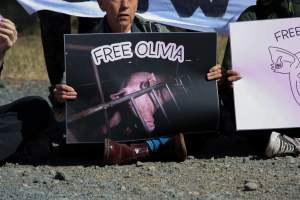 Animals Activists asking for the release of Olivia - Photos taken outside Midland Bacon, where activists were asking for the release of Olivia, a mother sow who was sexually assaulted while confined in a farrowing crate. - Captured at Midland Bacon, Carag Carag VIC Australia.