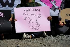 Animals Activists asking for the release of Olivia - Photos taken outside Midland Bacon, where activists were asking for the release of Olivia, a mother sow who was sexually assaulted while confined in a farrowing crate. - Captured at Midland Bacon, Carag Carag VIC Australia.