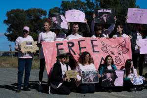 Animals Activists asking for the release of Olivia - Photos taken outside Midland Bacon, where activists were asking for the release of Olivia, a mother sow who was sexually assaulted while confined in a farrowing crate. - Captured at Midland Bacon, Carag Carag VIC Australia.
