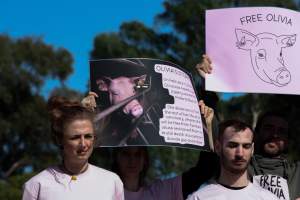 Animals Activists asking for the release of Olivia - Photos taken outside Midland Bacon, where activists were asking for the release of Olivia, a mother sow who was sexually assaulted while confined in a farrowing crate. - Captured at Midland Bacon, Carag Carag VIC Australia.