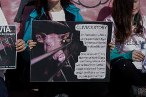 Animals Activists asking for the release of Olivia - Photos taken outside Midland Bacon, where activists were asking for the release of Olivia, a mother sow who was sexually assaulted while confined in a farrowing crate. - Captured at Midland Bacon, Carag Carag VIC Australia.