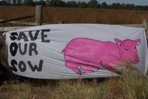 Animals Activists asking for the release of Olivia - Photos taken outside Midland Bacon, where activists were asking for the release of Olivia, a mother sow who was sexually assaulted while confined in a farrowing crate. - Captured at Midland Bacon, Carag Carag VIC Australia.