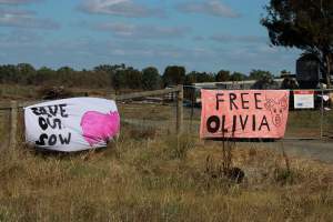 Animals Activists asking for the release of Olivia - Photos taken outside Midland Bacon, where activists were asking for the release of Olivia, a mother sow who was sexually assaulted while confined in a farrowing crate. - Captured at Midland Bacon, Carag Carag VIC Australia.