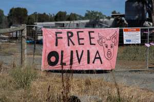 Animals Activists asking for the release of Olivia - Photos taken outside Midland Bacon, where activists were asking for the release of Olivia, a mother sow who was sexually assaulted while confined in a farrowing crate. - Captured at Midland Bacon, Carag Carag VIC Australia.