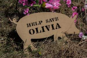 Memorial outside of Midland Bacon - Photos taken outside Midland Bacon, where activists were asking for the release of Olivia, a mother sow who was sexually assaulted while confined in a farrowing crate. - Captured at Midland Bacon, Carag Carag VIC Australia.