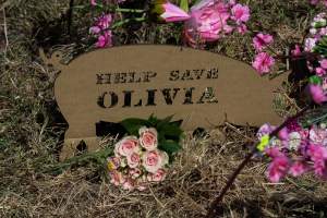 Memorial outside of Midland Bacon - Photos taken outside Midland Bacon, where activists were asking for the release of Olivia, a mother sow who was sexually assaulted while confined in a farrowing crate. - Captured at Midland Bacon, Carag Carag VIC Australia.