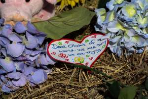 Memorial outside of Midland Bacon - Photos taken outside Midland Bacon, where activists were asking for the release of Olivia, a mother sow who was sexually assaulted while confined in a farrowing crate. - Captured at Midland Bacon, Carag Carag VIC Australia.