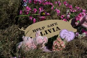 Memorial outside of Midland Bacon - Photos taken outside Midland Bacon, where activists were asking for the release of Olivia, a mother sow who was sexually assaulted while confined in a farrowing crate. - Captured at Midland Bacon, Carag Carag VIC Australia.