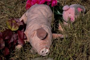 Memorial outside of Midland Bacon - Photos taken outside Midland Bacon, where activists were asking for the release of Olivia, a mother sow who was sexually assaulted while confined in a farrowing crate. - Captured at Midland Bacon, Carag Carag VIC Australia.