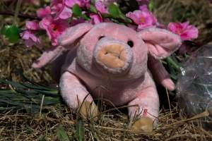 Memorial outside of Midland Bacon - Photos taken outside Midland Bacon, where activists were asking for the release of Olivia, a mother sow who was sexually assaulted while confined in a farrowing crate. - Captured at Midland Bacon, Carag Carag VIC Australia.