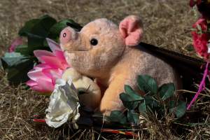 Memorial outside of Midland Bacon - Photos taken outside Midland Bacon, where activists were asking for the release of Olivia, a mother sow who was sexually assaulted while confined in a farrowing crate. - Captured at Midland Bacon, Carag Carag VIC Australia.