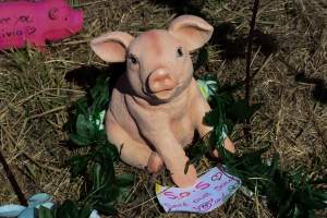 Memorial outside of Midland Bacon - Photos taken outside Midland Bacon, where activists were asking for the release of Olivia, a mother sow who was sexually assaulted while confined in a farrowing crate. - Captured at Midland Bacon, Carag Carag VIC Australia.