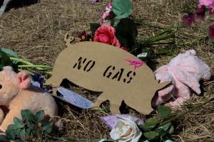 Memorial outside of Midland Bacon - Photos taken outside Midland Bacon, where activists were asking for the release of Olivia, a mother sow who was sexually assaulted while confined in a farrowing crate. - Captured at Midland Bacon, Carag Carag VIC Australia.