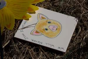 Memorial outside of Midland Bacon - Photos taken outside Midland Bacon, where activists were asking for the release of Olivia, a mother sow who was sexually assaulted while confined in a farrowing crate. - Captured at Midland Bacon, Carag Carag VIC Australia.
