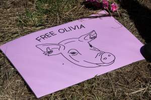 Memorial outside of Midland Bacon - Photos taken outside Midland Bacon, where activists were asking for the release of Olivia, a mother sow who was sexually assaulted while confined in a farrowing crate. - Captured at Midland Bacon, Carag Carag VIC Australia.