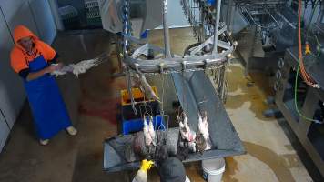 Worker pulls the skin off a slaughtered rabbit - Screenshot from hidden camera footage, revealing the brutality of commercial rabbit slaughter for the first time in Australia. - Captured at Summerland Poultry, North Kellyville NSW Australia.