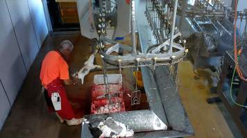 Rabbit's throat cut while shackled by their leg - Screenshot from hidden camera footage, revealing the brutality of commercial rabbit slaughter for the first time in Australia. - Captured at Summerland Poultry, North Kellyville NSW Australia.