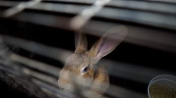 Brown rabbit in a cage - Until recently, rabbits were farmed in cruel battery cages in this Sydney layer hen farm, in a separate section at the end of one of the sheds. As of 2024, it is believed that Kellyville Farm Fresh has ceased farming rabbits. Screenshot from footage. - Captured at Kellyville Farm Fresh, North Kellyville NSW Australia.