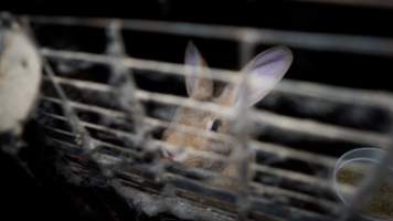 Brown rabbit in a cage - Until recently, rabbits were farmed in cruel battery cages in this Sydney layer hen farm, in a separate section at the end of one of the sheds. As of 2024, it is believed that Kellyville Farm Fresh has ceased farming rabbits. Screenshot from footage. - Captured at Kellyville Farm Fresh, North Kellyville NSW Australia.