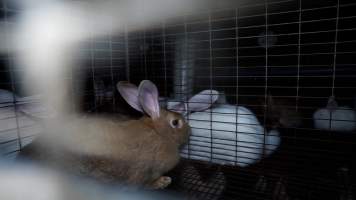 Brown and white rabbits in cages - Until recently, rabbits were farmed in cruel battery cages in this Sydney layer hen farm, in a separate section at the end of one of the sheds. As of 2024, it is believed that Kellyville Farm Fresh has ceased farming rabbits. Screenshot from footage. - Captured at Kellyville Farm Fresh, North Kellyville NSW Australia.