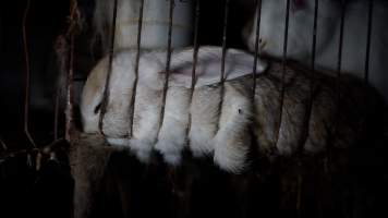 Dead rabbit in cage - Until recently, rabbits were farmed in cruel battery cages in this Sydney layer hen farm, in a separate section at the end of one of the sheds. As of 2024, it is believed that Kellyville Farm Fresh has ceased farming rabbits. Screenshot from footage. - Captured at Kellyville Farm Fresh, North Kellyville NSW Australia.