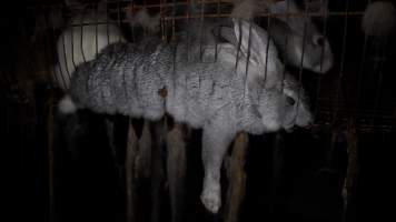 Dead rabbit in cage - Until recently, rabbits were farmed in cruel battery cages in this Sydney layer hen farm, in a separate section at the end of one of the sheds. As of 2024, it is believed that Kellyville Farm Fresh has ceased farming rabbits. Screenshot from footage. - Captured at Kellyville Farm Fresh, North Kellyville NSW Australia.