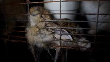 Dead rabbit in cage - Until recently, rabbits were farmed in cruel battery cages in this Sydney layer hen farm, in a separate section at the end of one of the sheds. As of 2024, it is believed that Kellyville Farm Fresh has ceased farming rabbits. Screenshot from footage. - Captured at Kellyville Farm Fresh, North Kellyville NSW Australia.