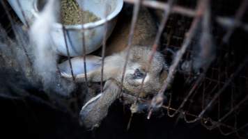 Dead rabbit in cage - Until recently, rabbits were farmed in cruel battery cages in this Sydney layer hen farm, in a separate section at the end of one of the sheds. As of 2024, it is believed that Kellyville Farm Fresh has ceased farming rabbits. Screenshot from footage. - Captured at Kellyville Farm Fresh, North Kellyville NSW Australia.