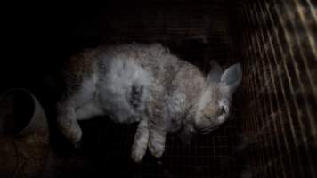 Dead rabbit in cage - Until recently, rabbits were farmed in cruel battery cages in this Sydney layer hen farm, in a separate section at the end of one of the sheds. As of 2024, it is believed that Kellyville Farm Fresh has ceased farming rabbits. Screenshot from footage. - Captured at Kellyville Farm Fresh, North Kellyville NSW Australia.