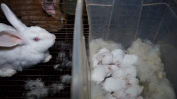 Caged doe rabbit with several kits - Until recently, rabbits were farmed in cruel battery cages in this Sydney layer hen farm, in a separate section at the end of one of the sheds. As of 2024, it is believed that Kellyville Farm Fresh has ceased farming rabbits. Screenshot from footage. - Captured at Kellyville Farm Fresh, North Kellyville NSW Australia.