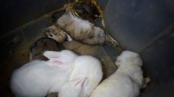 Young rabbits in a container with dead ones - Until recently, rabbits were farmed in cruel battery cages in this Sydney layer hen farm, in a separate section at the end of one of the sheds. As of 2024, it is believed that Kellyville Farm Fresh has ceased farming rabbits. Screenshot from footage. - Captured at Kellyville Farm Fresh, North Kellyville NSW Australia.