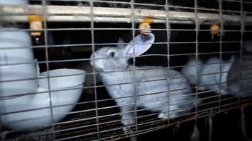 Grey rabbit in a cage - Until recently, rabbits were farmed in cruel battery cages in this Sydney layer hen farm, in a separate section at the end of one of the sheds. As of 2024, it is believed that Kellyville Farm Fresh has ceased farming rabbits. Screenshot from footage. - Captured at Kellyville Farm Fresh, North Kellyville NSW Australia.