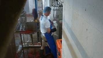 Rabbit about to be slaughtered - Screenshot from hidden camera footage, revealing the brutality of commercial rabbit slaughter for the first time in Australia. - Captured at Gippsland Meats, Bairnsdale VIC Australia.