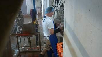 Rabbit's head jabbed into electrified prongs before slaughter - Screenshot from hidden camera footage, revealing the brutality of commercial rabbit slaughter for the first time in Australia. - Captured at Gippsland Meats, Bairnsdale VIC Australia.