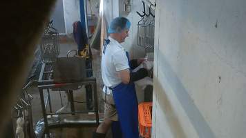 Rabbit's head jabbed into electrified prongs before slaughter - Screenshot from hidden camera footage, revealing the brutality of commercial rabbit slaughter for the first time in Australia. - Captured at Gippsland Meats, Bairnsdale VIC Australia.