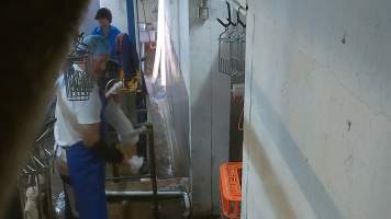 Rabbit decapitated - Screenshot from hidden camera footage, revealing the brutality of commercial rabbit slaughter for the first time in Australia. - Captured at Gippsland Meats, Bairnsdale VIC Australia.