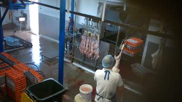 Rabbit slaughter - Screenshot from hidden camera footage, revealing the brutality of commercial rabbit slaughter for the first time in Australia. - Captured at Gippsland Meats, Bairnsdale VIC Australia.