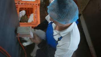 Rabbit's head jabbed into electrified prongs before slaughter - Screenshot from hidden camera footage, revealing the brutality of commercial rabbit slaughter for the first time in Australia. - Captured at Gippsland Meats, Bairnsdale VIC Australia.