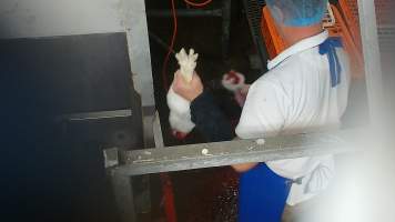 Rabbit decapitated - Screenshot from hidden camera footage, revealing the brutality of commercial rabbit slaughter for the first time in Australia. - Captured at Gippsland Meats, Bairnsdale VIC Australia.