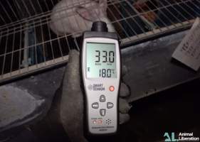 Rabbit farming - Photos captured by Animal Liberation during a 2021 investigation into the farming of rabbits for meat.
https://www.al.org.au/rabbits - Captured at Southern Farmed Rabbits, Kardella VIC Australia.