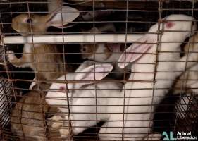 Rabbit farming - Photos captured by Animal Liberation during a 2021 investigation into the farming of rabbits for meat.
https://www.al.org.au/rabbits - Captured at Southern Farmed Rabbits, Kardella VIC Australia.