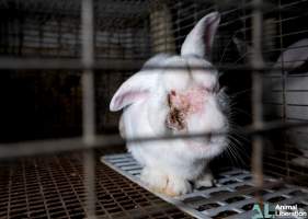 Rabbit farming - Photos captured by Animal Liberation during a 2021 investigation into the farming of rabbits for meat.
https://www.al.org.au/rabbits - Captured at Southern Farmed Rabbits, Kardella VIC Australia.