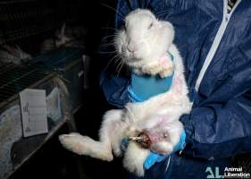 Rabbit farming - Photos captured by Animal Liberation during a 2021 investigation into the farming of rabbits for meat.
https://www.al.org.au/rabbits - Captured at Southern Farmed Rabbits, Kardella VIC Australia.