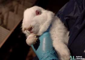 Rabbit farming - Photos captured by Animal Liberation during a 2021 investigation into the farming of rabbits for meat.
https://www.al.org.au/rabbits - Captured at Southern Farmed Rabbits, Kardella VIC Australia.