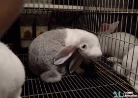 Rabbit farming - Photos captured by Animal Liberation during a 2021 investigation into the farming of rabbits for meat.
https://www.al.org.au/rabbits - Captured at Southern Farmed Rabbits, Kardella VIC Australia.