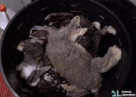 Rabbit farming - Photos captured by Animal Liberation during a 2021 investigation into the farming of rabbits for meat.
https://www.al.org.au/rabbits - Captured at Southern Farmed Rabbits, Kardella VIC Australia.