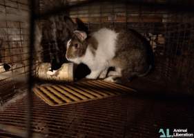 Rabbit farming - Photos captured by Animal Liberation during a 2021 investigation into the farming of rabbits for meat.
https://www.al.org.au/rabbits - Captured at Southern Farmed Rabbits, Kardella VIC Australia.